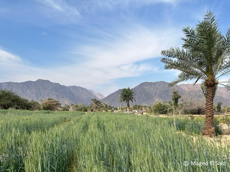 Socio-ecologische veerkracht in woestijngebieden versterken